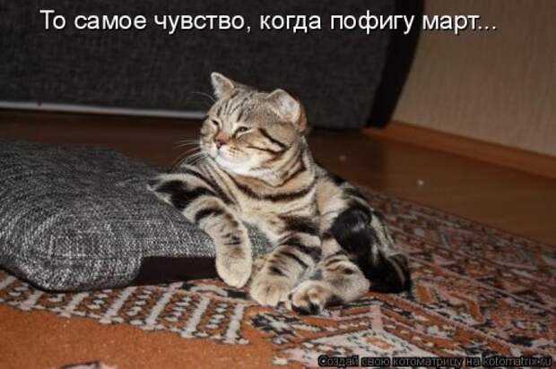 Лучшая котоматрица недели (38 фото)