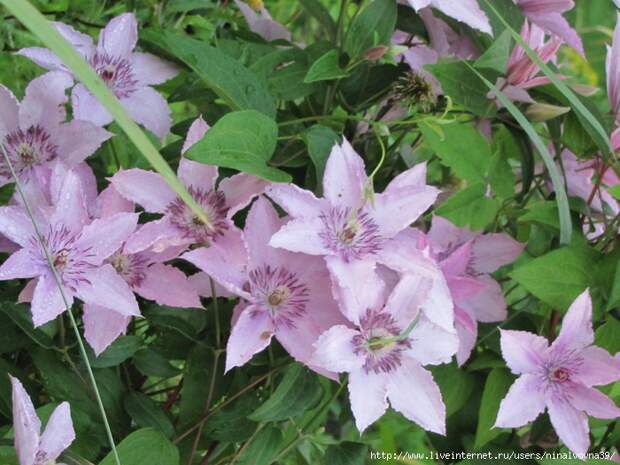 IMG_1595 (700x525, 323Kb)