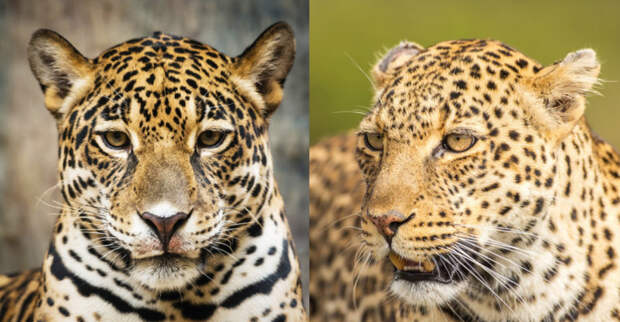 Леопард или Ягуар - кто отличит? jaguar, животные, леопард, отличия