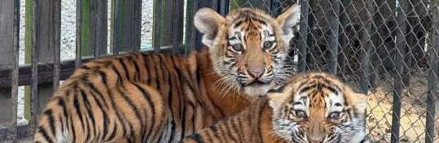 В зоопарке Алматы родились 87 детёнышей за год