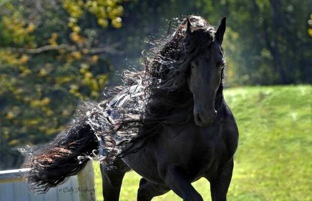 Фредерик Великий, Frederick The Great, самый красивый конь в мире, самый красивый жеребец в мире
