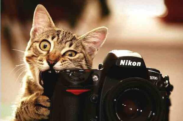 https://1.bp.blogspot.com/-NqgLSZM-WbQ/WETofw-y3cI/AAAAAAAARxo/LroN1vB97sMSDbVK5soVh5JEqM8SRV0TwCLcB/s1600/cat-eats-camera.jpg
