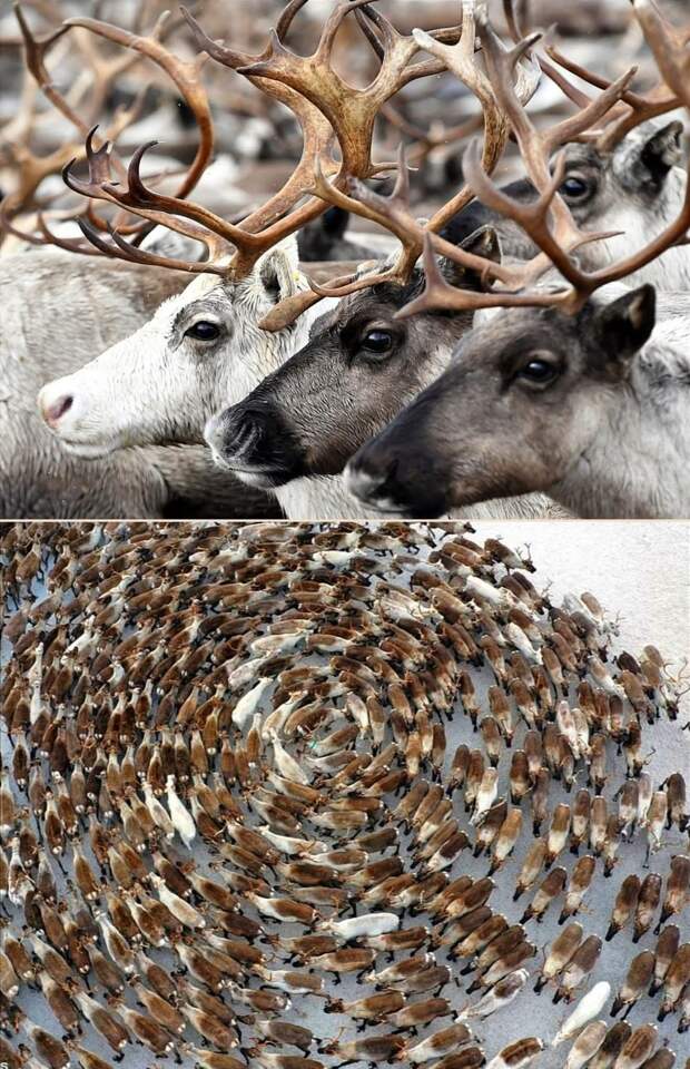 Зачем олени водят хороводы?