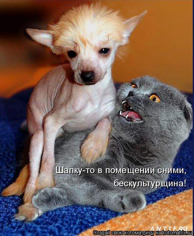 Котоматрица - Шапку-то в помещении сними,  бескультурщина!