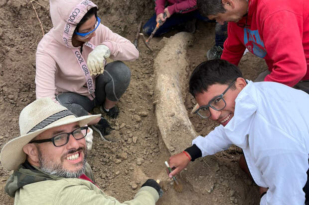 Найден уникальный бивень древнего слона размером с человека