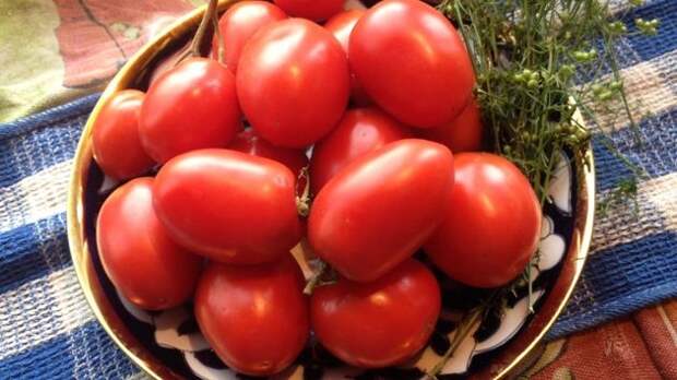 Как известно, томаты требовательны к уходу, что останавливает многих начинающих дачников. Но есть и такие сорта, которые хорошо приспособлены к разным климатическим условиям и дают хороший урожай...