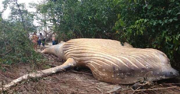 22 февраля в джунглях бразильского острова Маражо обнаружили тушу 11-метрового кита бразилия, джунгли, животные, загадка, кит, лес, остров