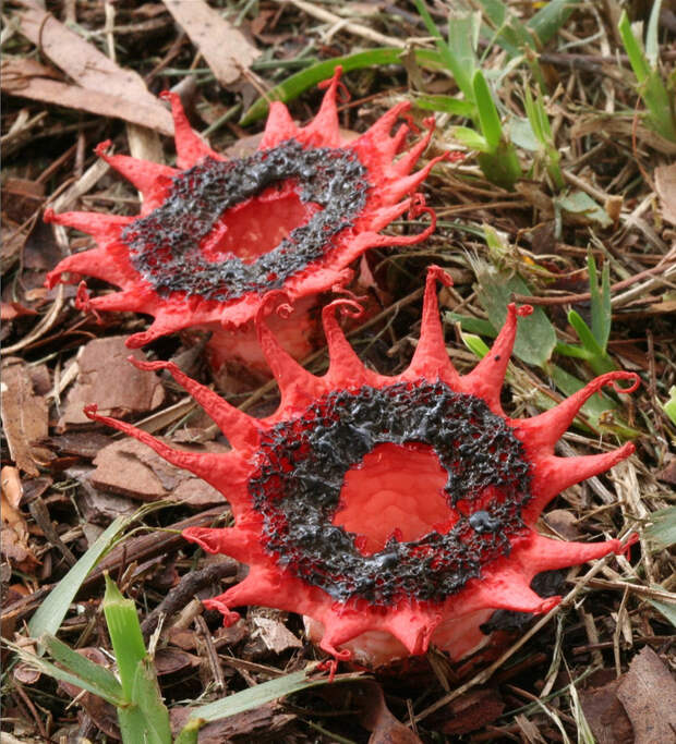 3. Гриб – анемон (Aseroe rubra) грибы, природа, факты