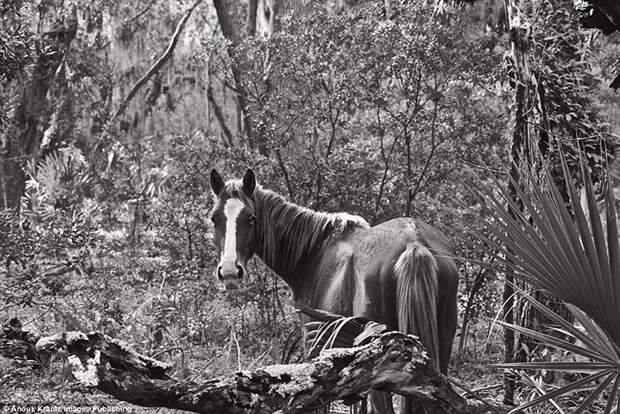 Несмотря на то, что лошади дикие, они не похожи на табуны диких животных, которых можно увидеть в прериях. Фото: Anouk Masson Krantz.