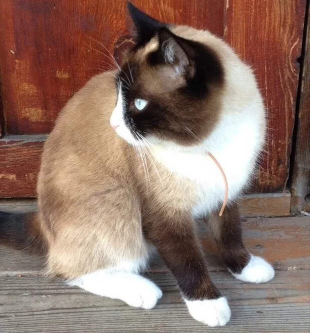 Котёнок породы сноу-шу находился в подвале более шести дней, пока добрые люди не помогли ему оттуда выбраться