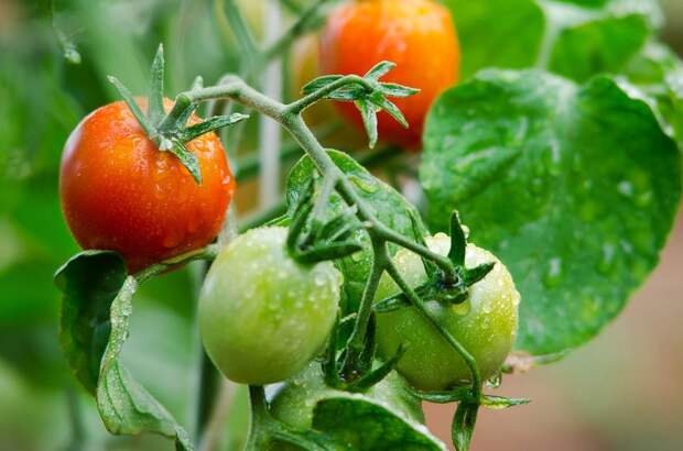 Не только рыба фугу: 12 «ядовитых» продуктов на вашем столе