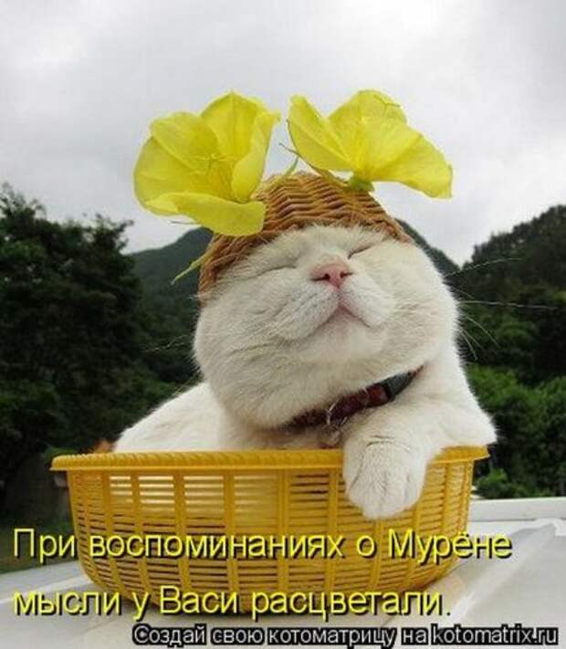 Смешная котоматрица