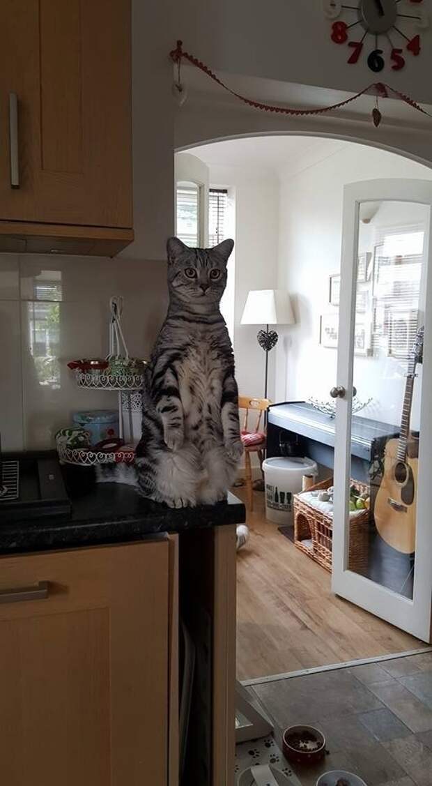 Без кота и жизнь не та