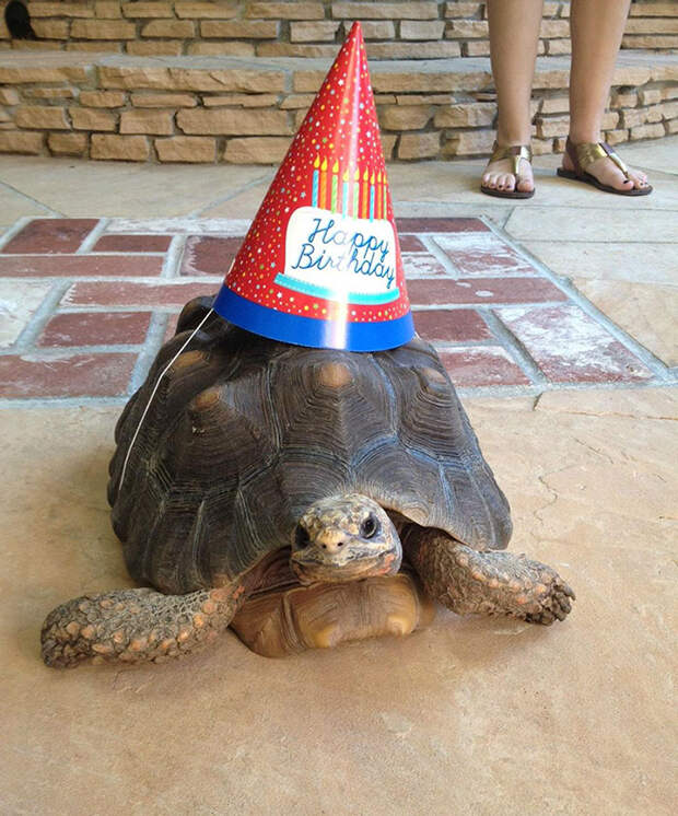 Pets-That-Have-Better-Birthday-Parties-Than-You-5706bc167fc1b__700