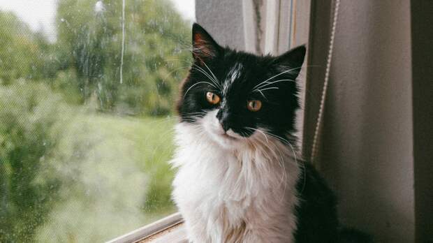 Быть рядом до конца: что важно знать, если у вас старый кот или собака, к чему готовиться