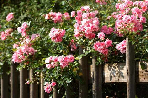 Плетистые розы - роскошный декор для забора