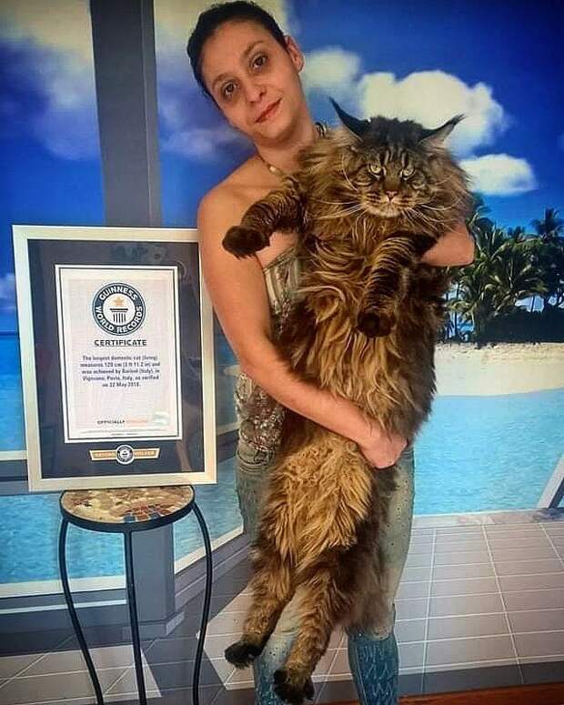 Самый длинный домашний кот в мире! Официально!