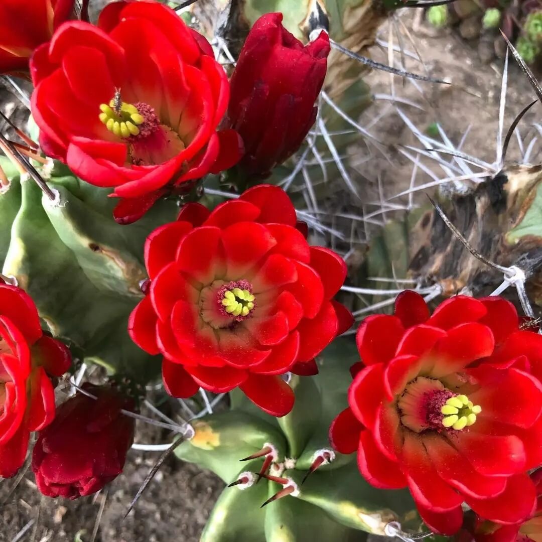 Echinocereus Triglochidiatus @_green.life___ 