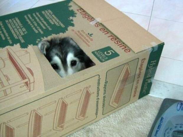 КОШКИН ДОМ. Нечто необычное