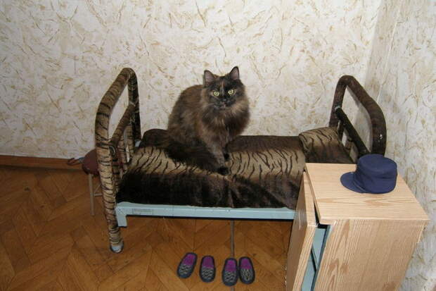 Бродяга-кот и его шконка коты, прикол, юмор