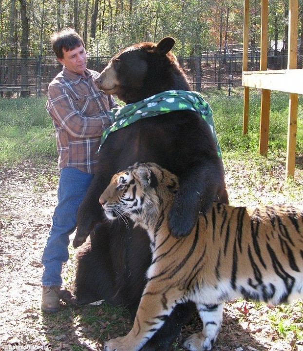 Три товарища лев, медведь, тигр, дружба