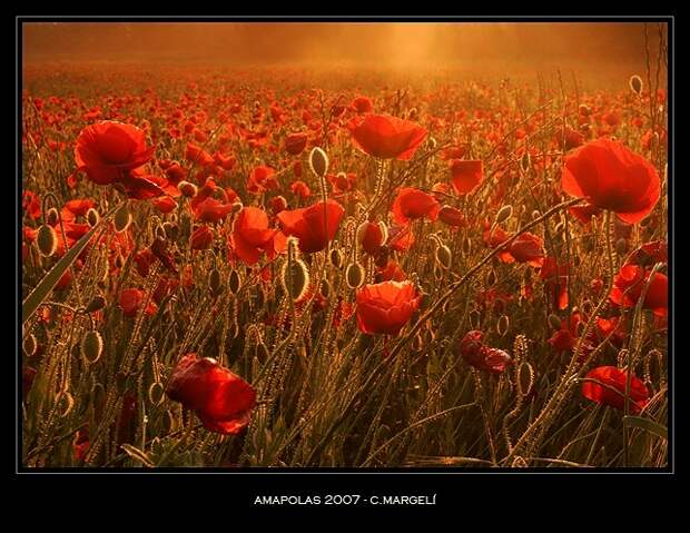 Amapolas / Poppies