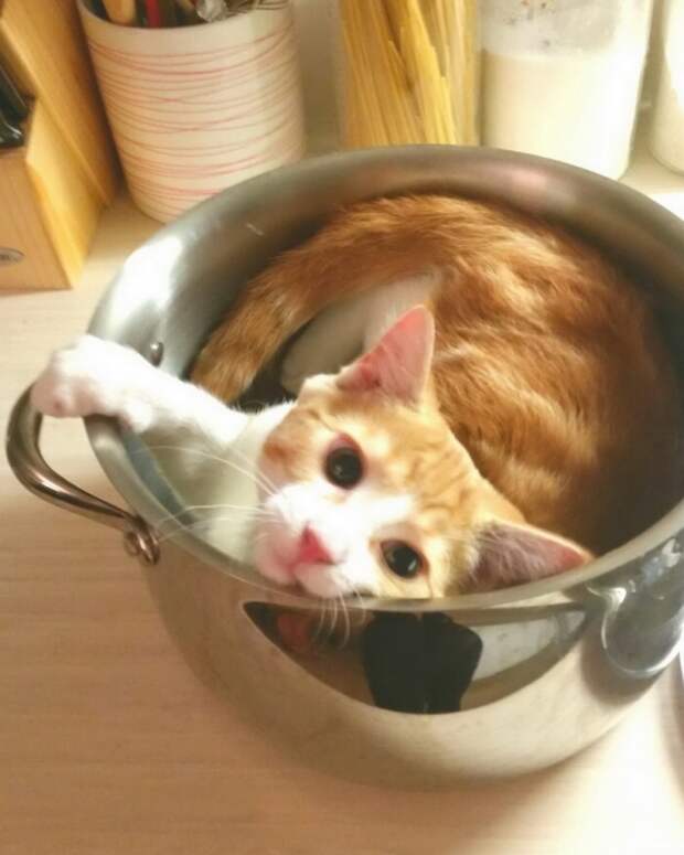 Прикольные картинки