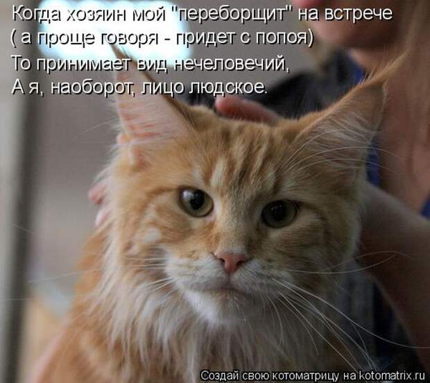 Котоматрицы :)