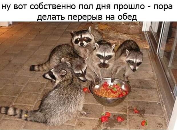 Один день из жизни енота, рассказанный самим енотом один день из жизни енота, день енота, рассказывает енот, как проводит день енот