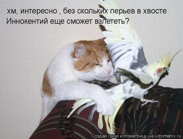 Забавные животные (50 фото)