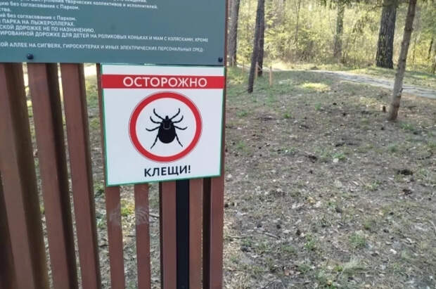 Биолог Сафонов: в 2026 году клещей будет аномально много