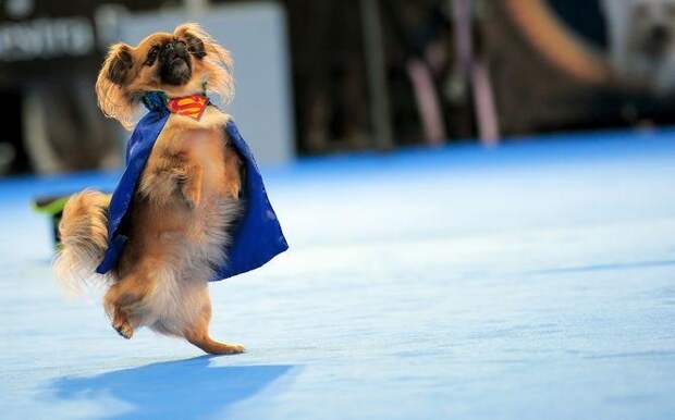 Интересные факты о домашних животных, Пекинес, Собака танцует