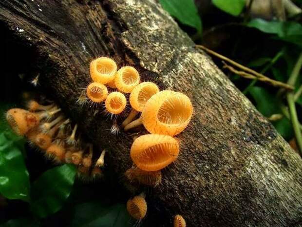 Таинственный мир грибов (26 фото)