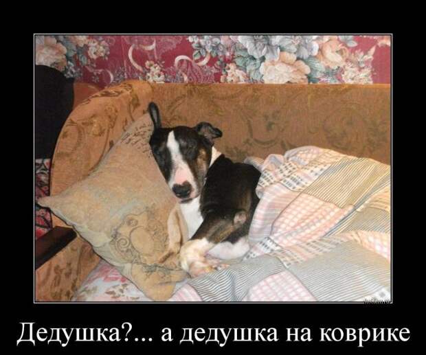 Демотиваторы (30 фото)