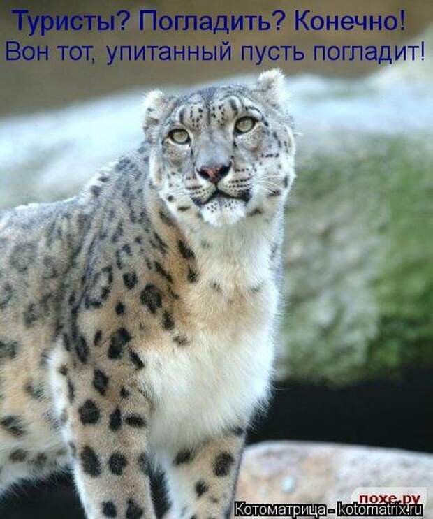 Котоматрицы (картинки с надписями)