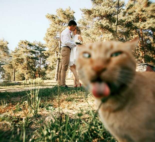 Свадебные фотобомбы (32 шт)