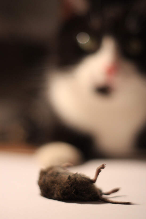 подарок от кота