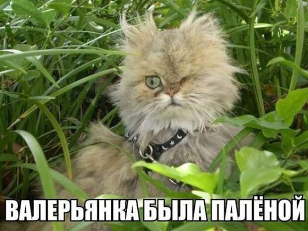fotopodborka_chetverga_113_foto_35.jpg