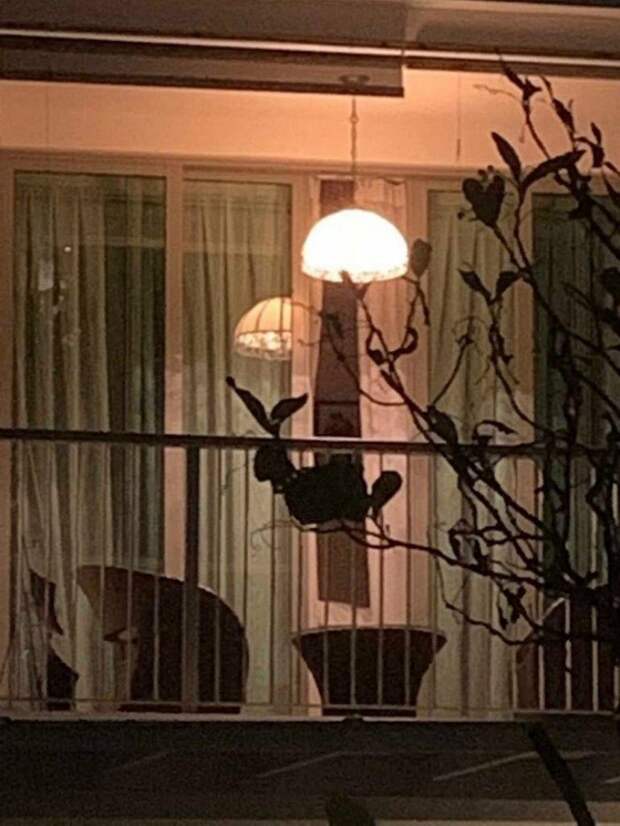 Показалось: 18 спорных фотографий, на которые придется взглянуть дважды Показалось: 18 спорных фотографий, на которые придется взглянуть дважды