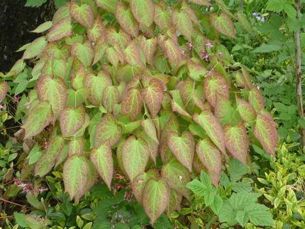 Горянка посадка и уход фото Горянка - Самоцветик - Медиаплатформа МирТесен