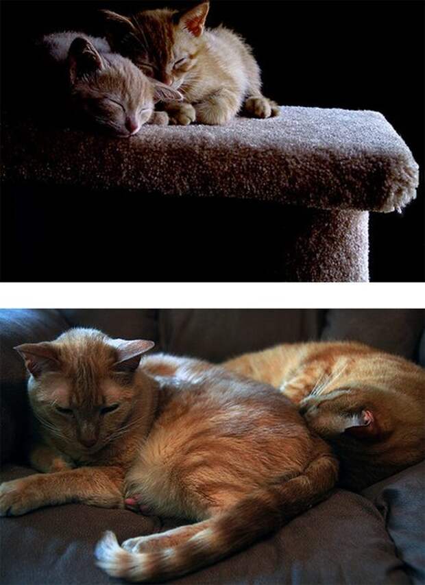 Кошки – тогда и сейчас