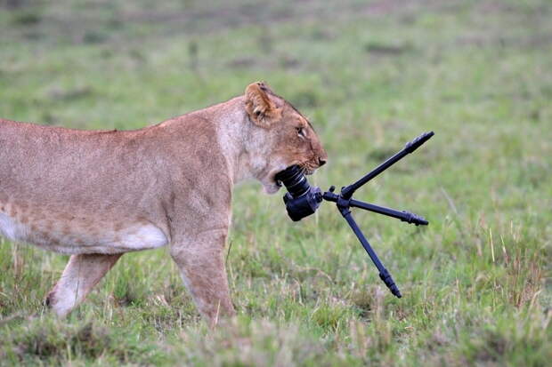 Львица с фотоаппаратом