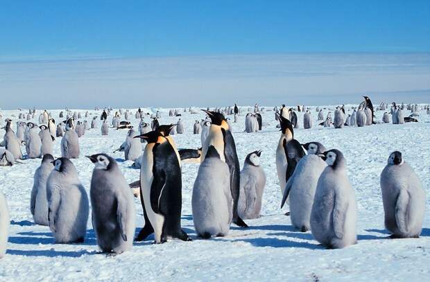 Петербургские ученые смоделировали сценарии появления незамерзающих участков в вечной мерзлоте Антарктиды