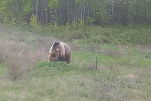 В Челябинской области пытаются поймать дикого медведя