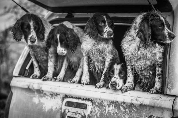 2 место в категории "Собаки за работой" - Люси Чармен, Великобритания Кеннел клаб, животные, конкурс, лондон, портрет, собаки, фото, фотография года