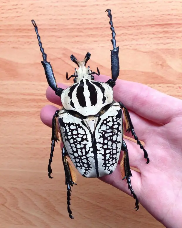 Диковинные насекомые, которых природа наделила инопланетной внешностью