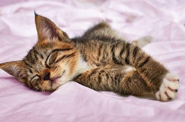 Спящие котята