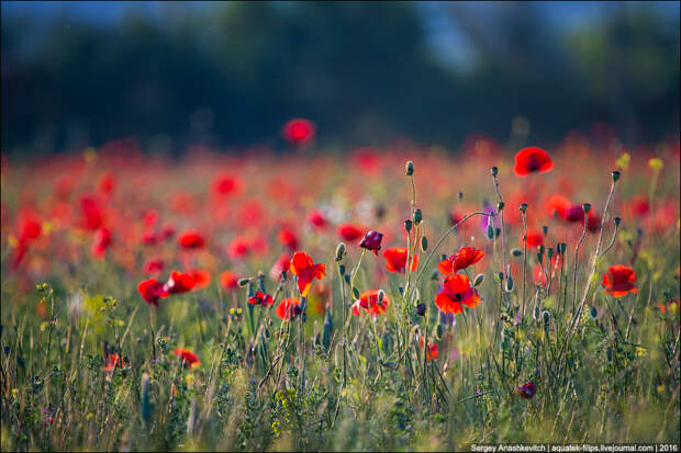 Crimean poppies / Крымские маки