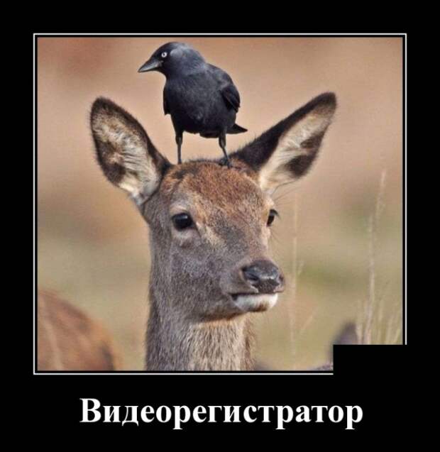 Демотиваторы (30 фото)