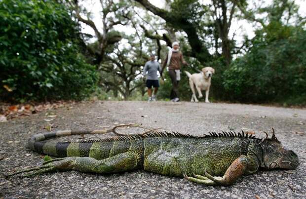 Метеорологи прогнозируют в Южной Флориде «падающих игуан»